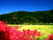 我最喜欢的一种花