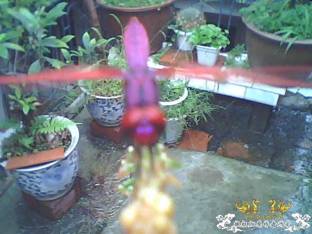 红蜻蜓