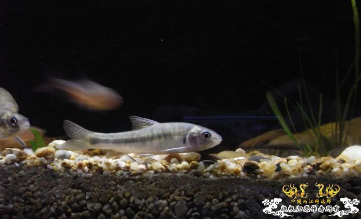 最近很郁闷，天天有鱼死