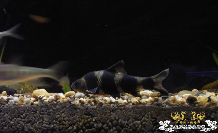 最近很郁闷，天天有鱼死