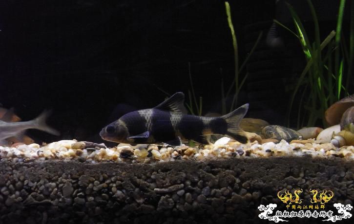 最近很郁闷，天天有鱼死