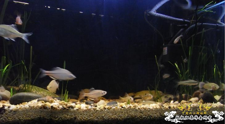 最近很郁闷，天天有鱼死