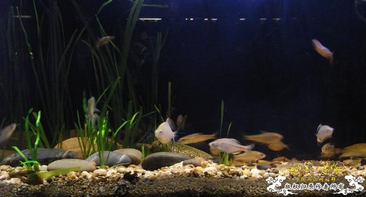 最近很郁闷，天天有鱼死