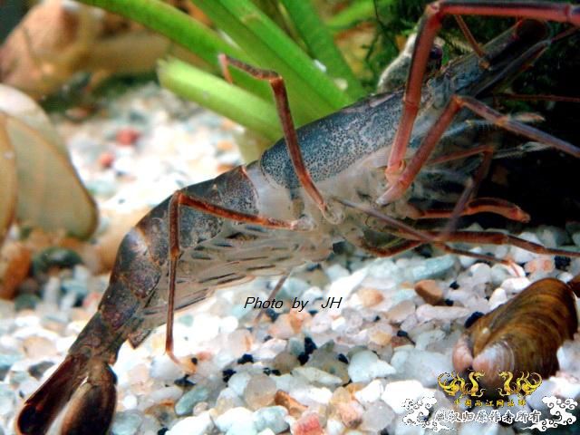 [原创]虾蜕进行时