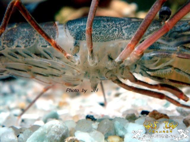 [原创]虾蜕进行时