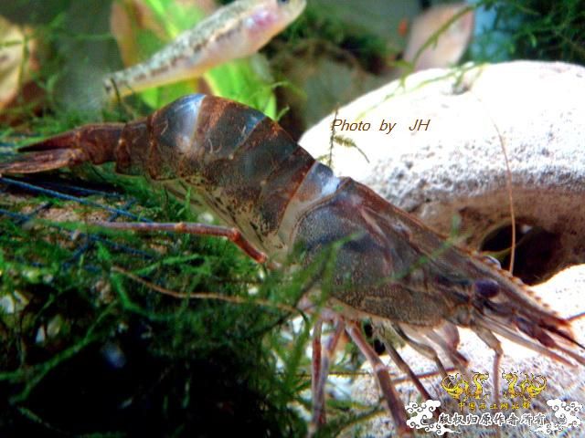 [原创]虾蜕进行时