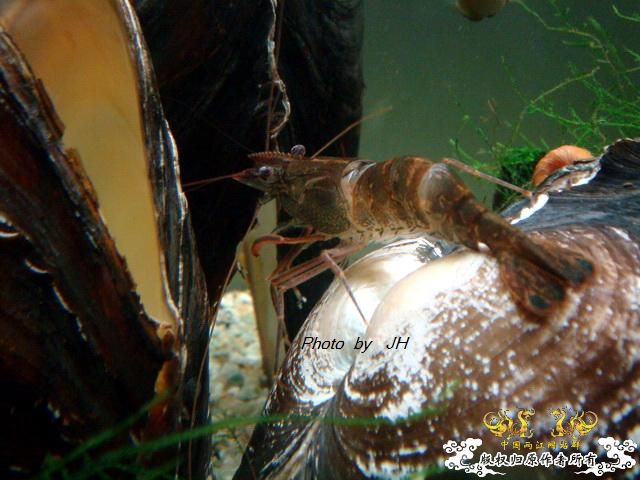 [原创]虾蜕进行时