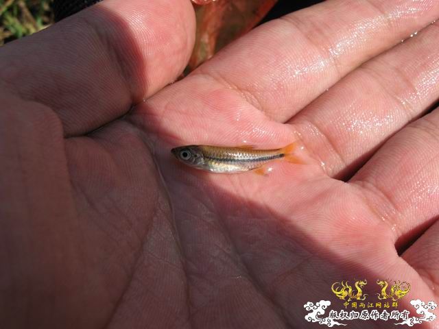 小记09年7月9日野采