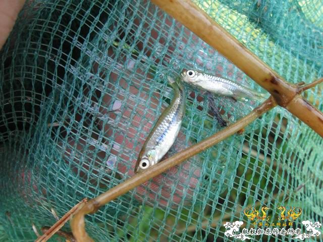 小记09年7月9日野采