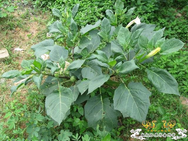 小记09年7月9日野采