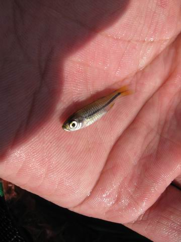 小记09年7月9日野采