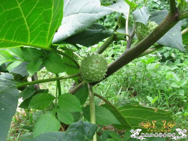 小记09年7月9日野采