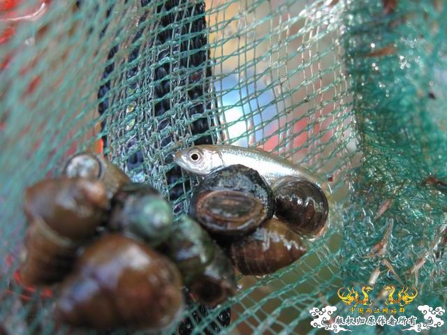 小记09年7月9日野采