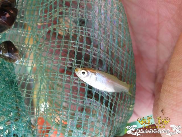 小记09年7月9日野采