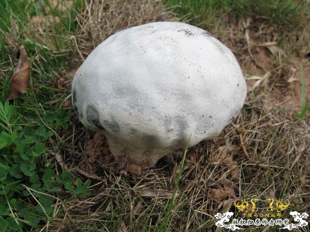 小记09年7月9日野采