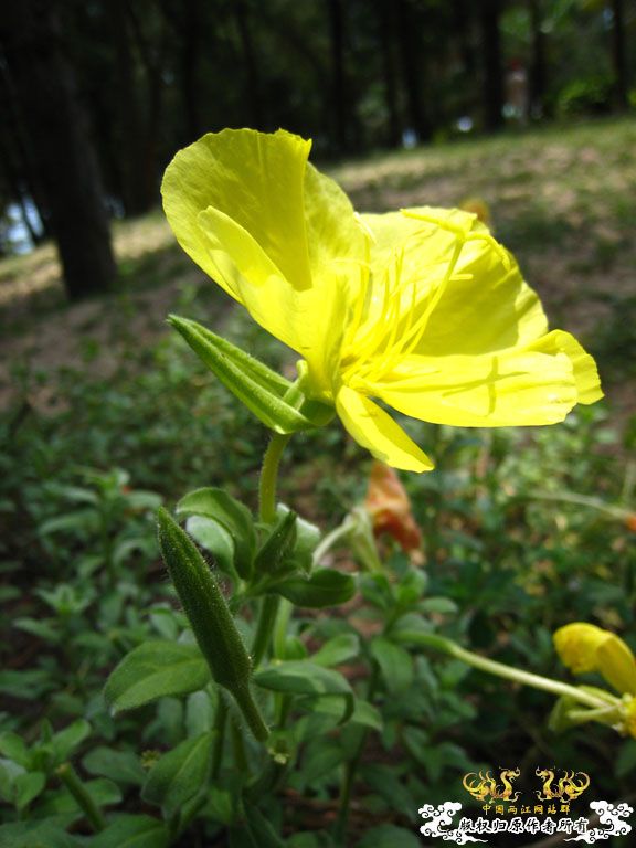 青澳湾野采