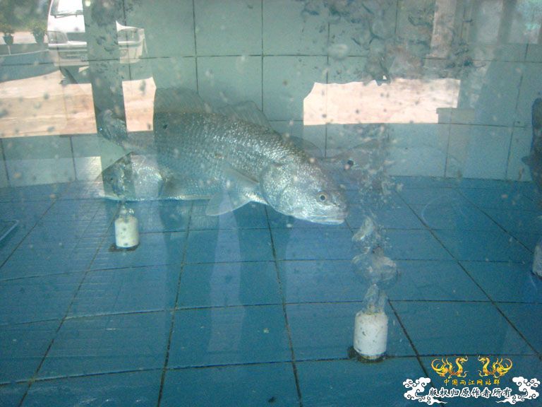 青澳湾野采