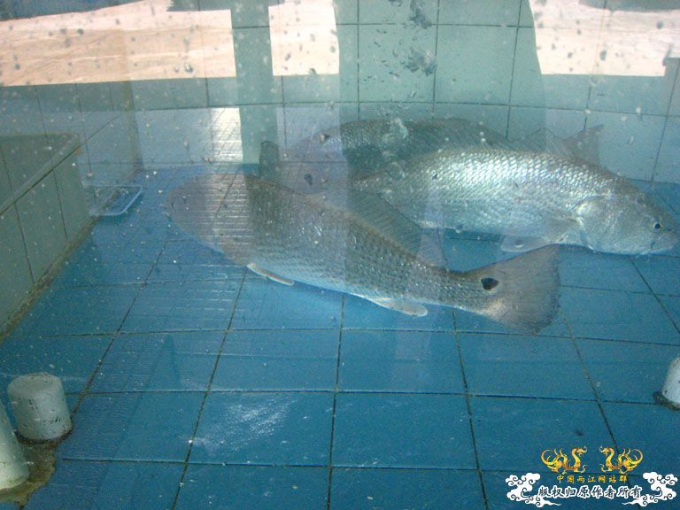 青澳湾野采