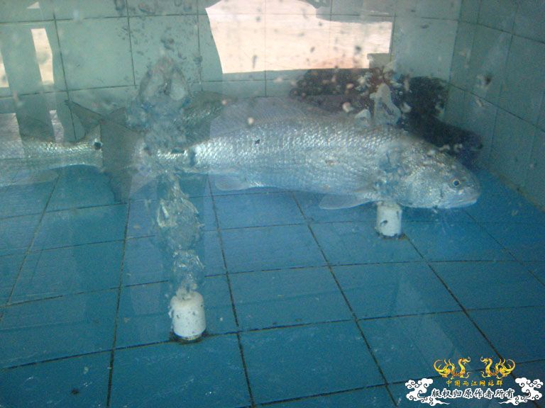 青澳湾野采
