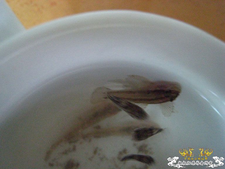 青澳湾野采