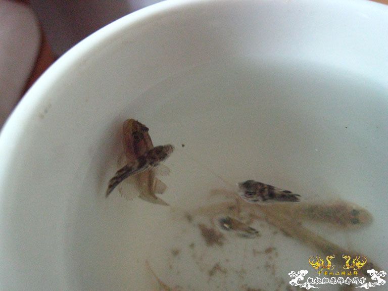 青澳湾野采