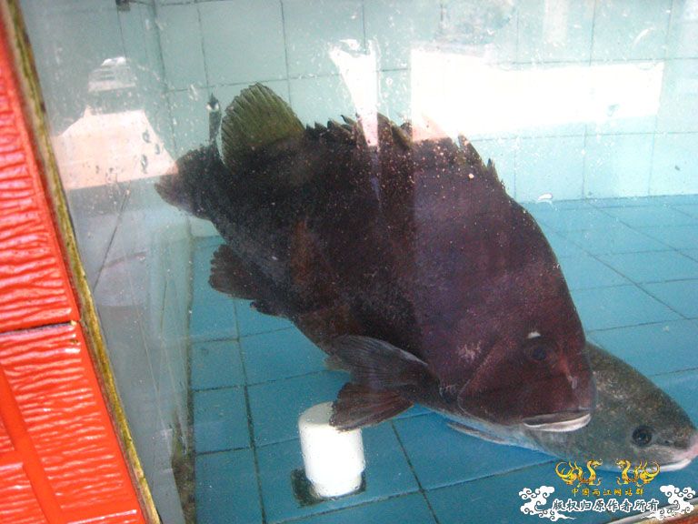 青澳湾野采