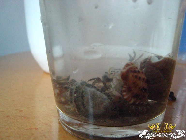 青澳湾野采