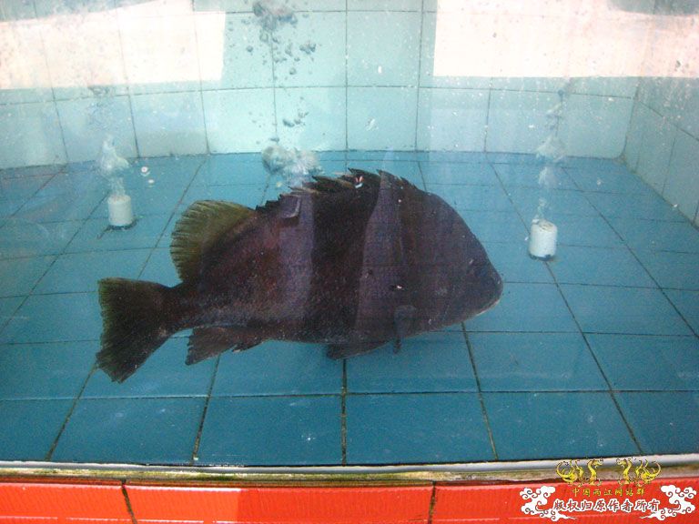 青澳湾野采