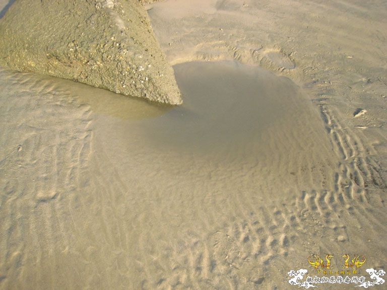 青澳湾野采