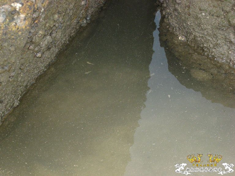 青澳湾野采