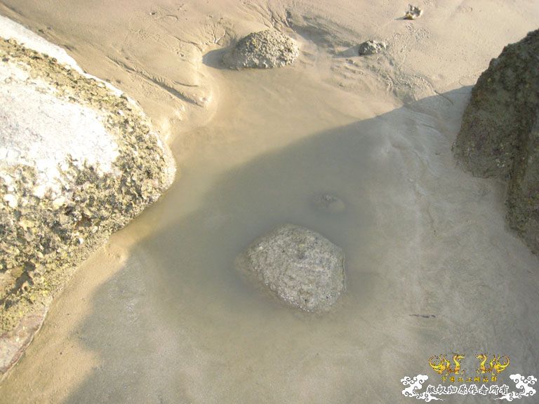 青澳湾野采