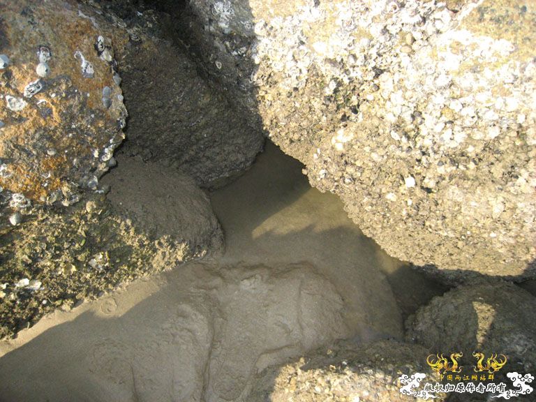 青澳湾野采