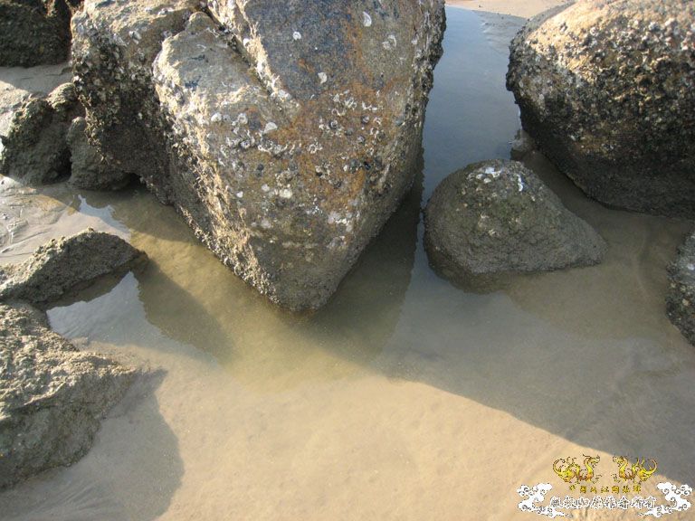 青澳湾野采