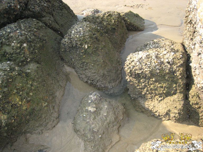 青澳湾野采