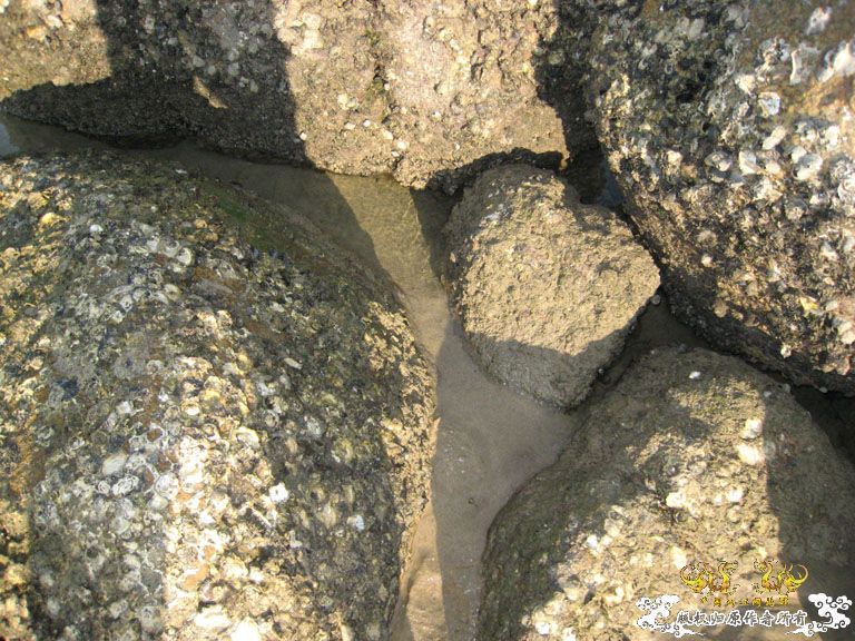 青澳湾野采