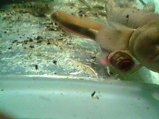 虾虎一条。。。。