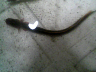 虾虎一条。。。。