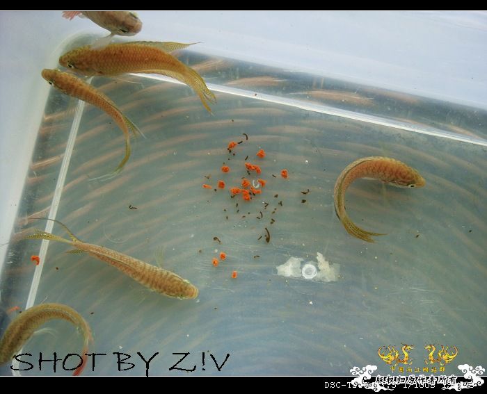 [分享]          感谢&预告