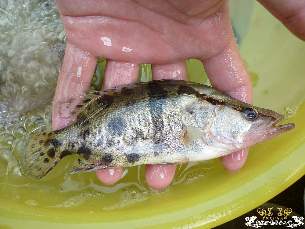 家中革条、彩副之入缸照