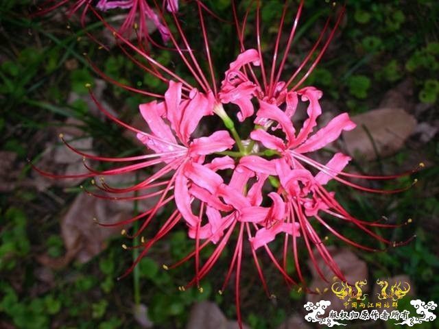 我最喜欢的一种花 我最喜欢的一种花