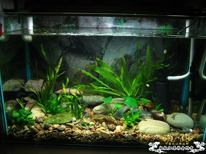 响应鸟总号召----------我的旁鮍,虾虎乱石缸。 响应鸟总号召----------我的旁鮍,虾虎乱石缸。