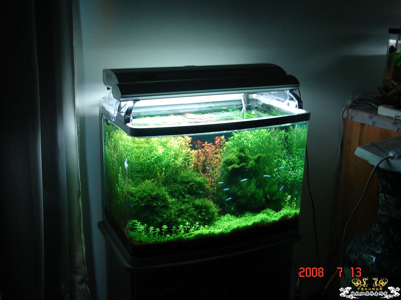 炎炎夏日，也上我的2个缸！！！！！！！！！！！！