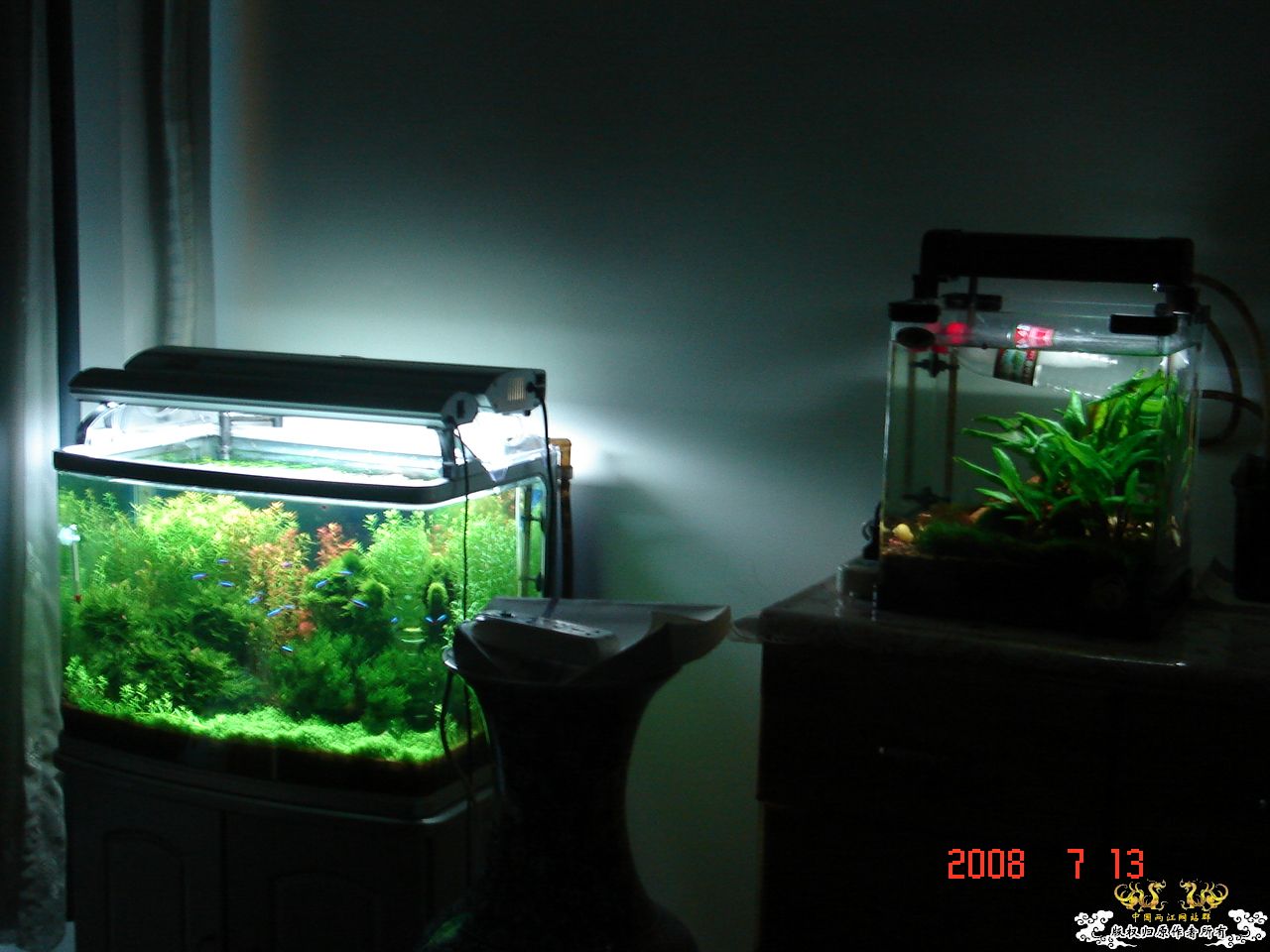 炎炎夏日，也上我的2个缸！！！！！！！！！！！！