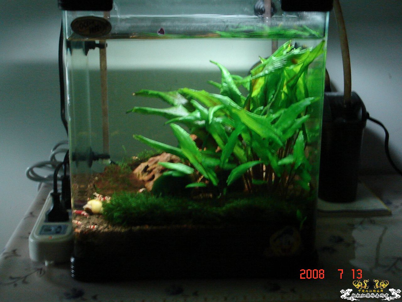 炎炎夏日，也上我的2个缸！！！！！！！！！！！！