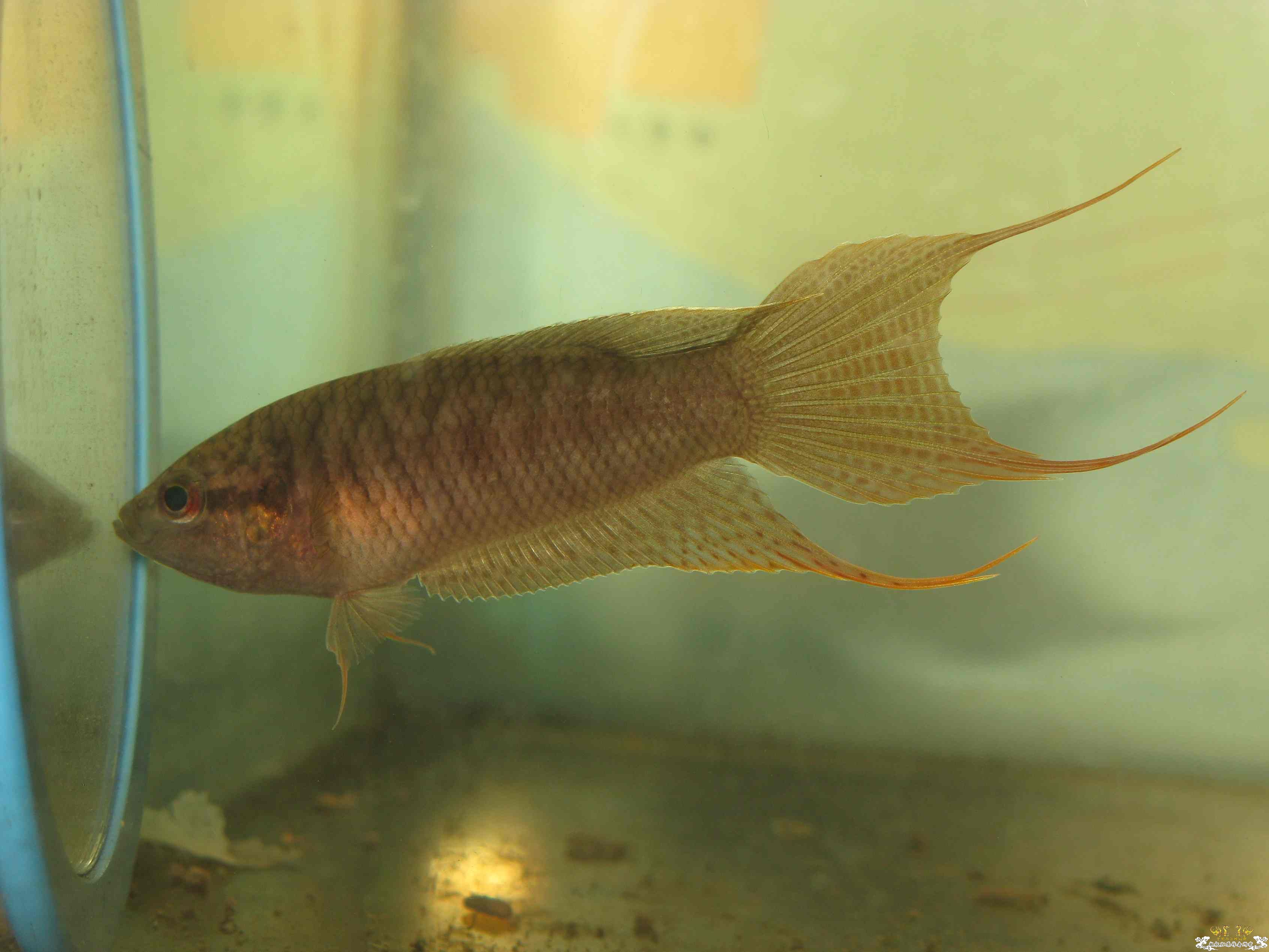 广西黑叉到家第三天~~~~