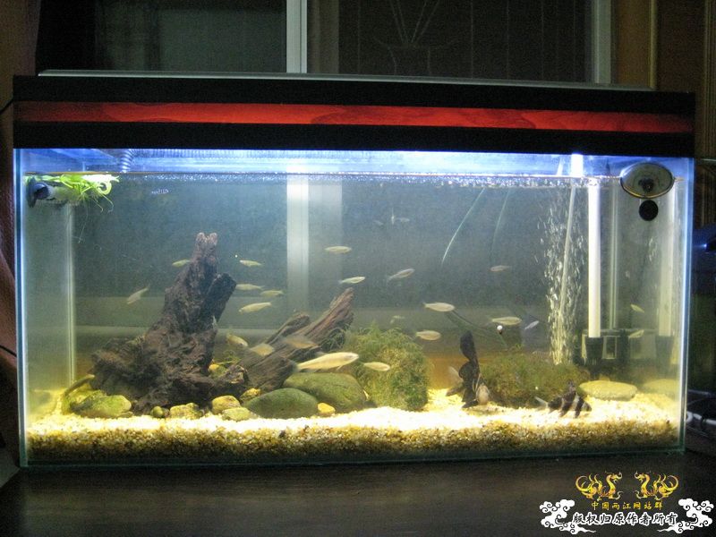 响应鸟总号召----------发缸~