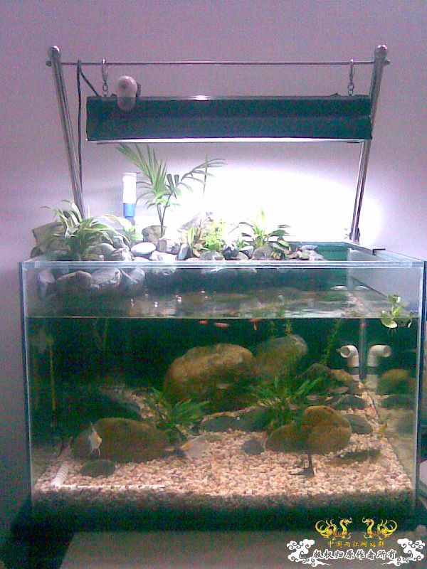 [原创]池塘一角