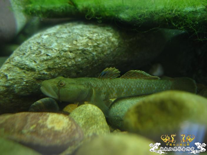 响应鸟总号召----------我的旁鮍,虾虎乱石缸。 响应鸟总号召----------我的旁鮍,虾虎乱石缸。