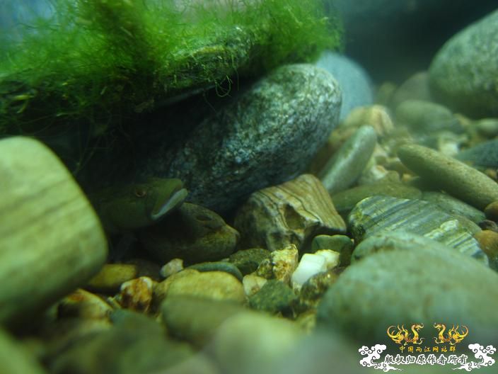 响应鸟总号召----------我的旁鮍,虾虎乱石缸。 响应鸟总号召----------我的旁鮍,虾虎乱石缸。