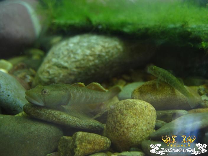 响应鸟总号召----------我的旁鮍,虾虎乱石缸。 响应鸟总号召----------我的旁鮍,虾虎乱石缸。